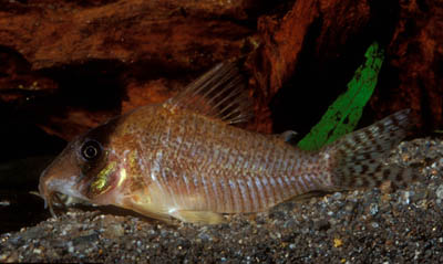 Corydoras approuaguensis